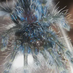 /img/16726-versicolour-tarantula-health.webp