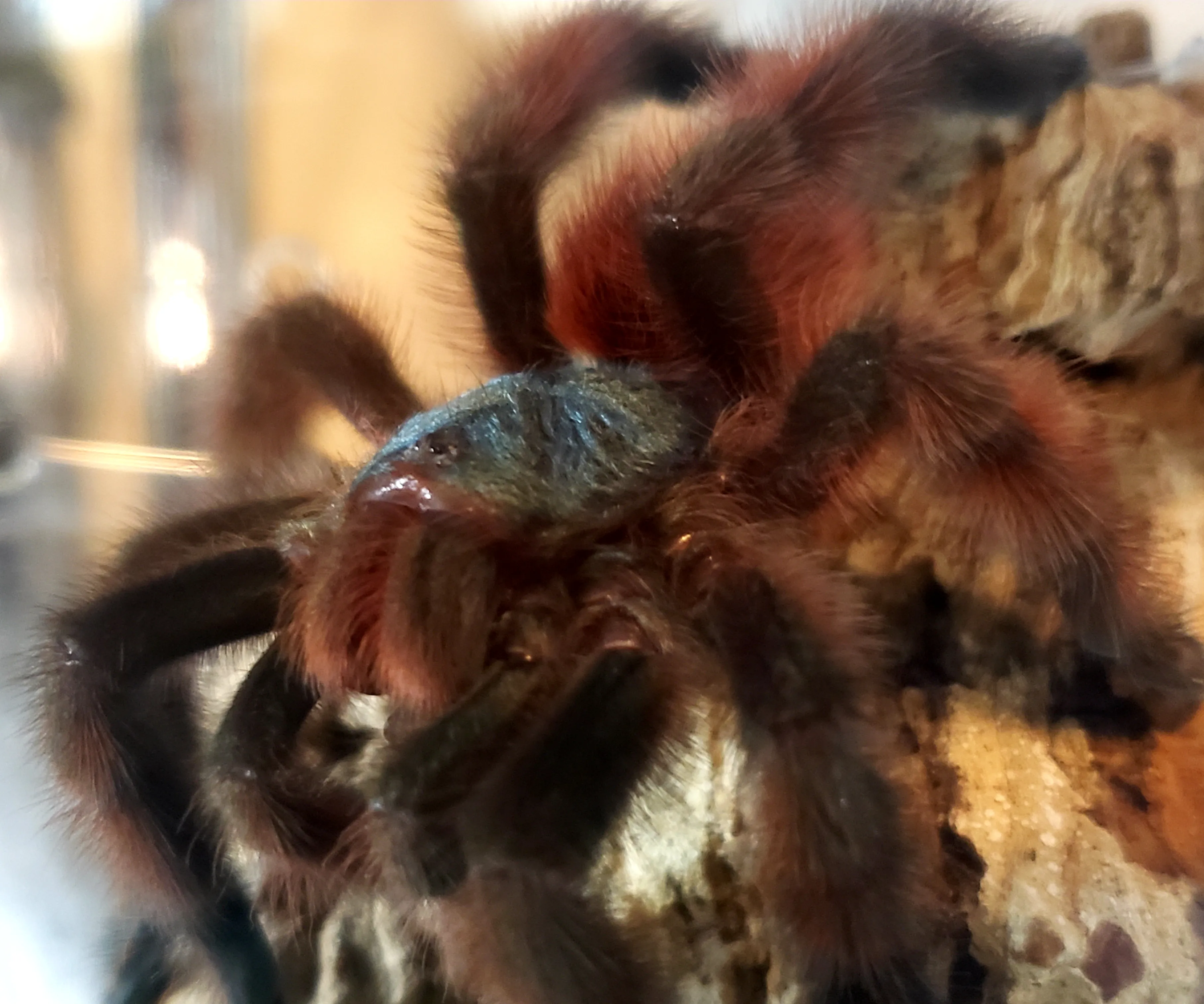 16726 versicolour tarantula overview