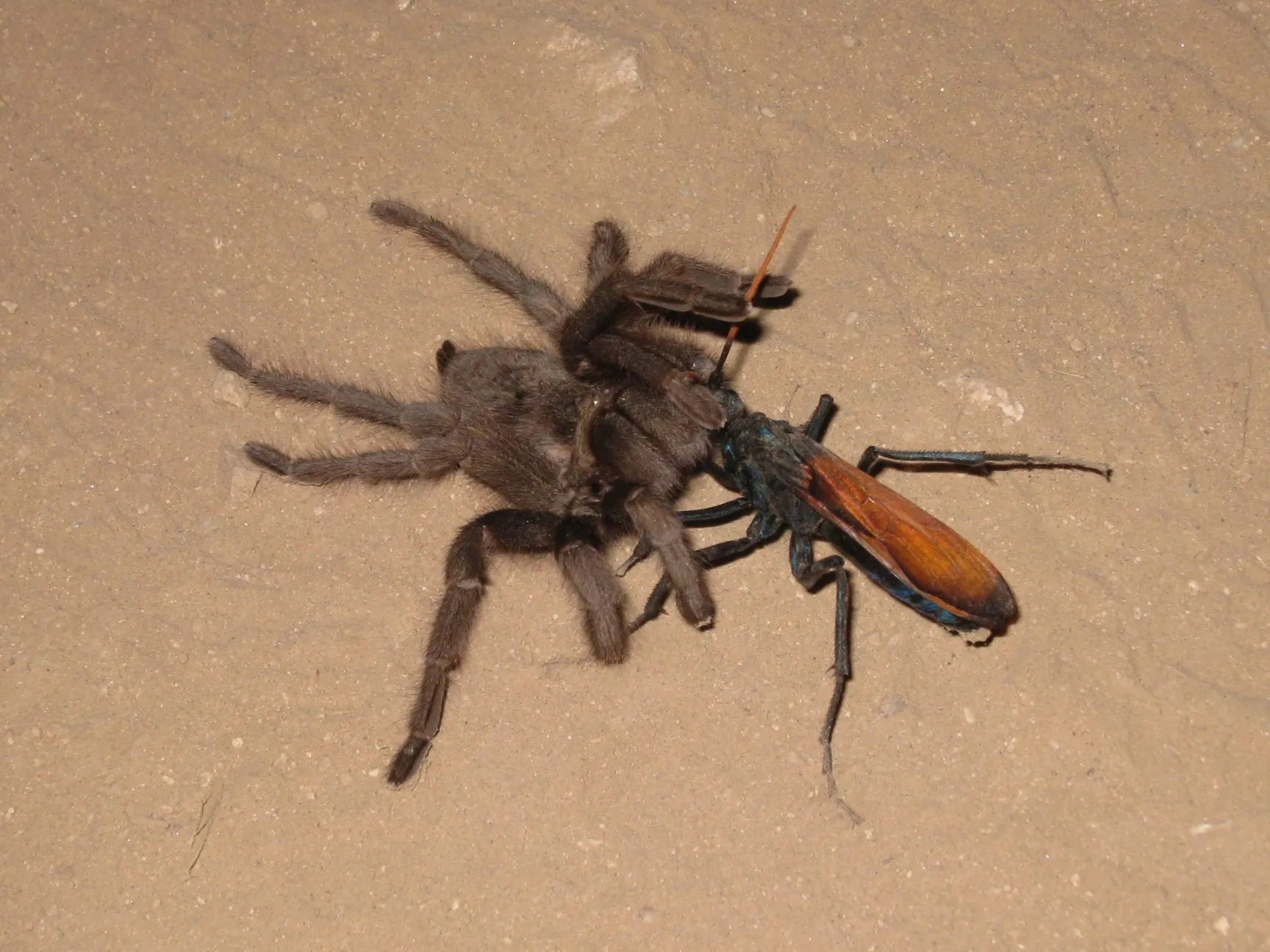 16727 tarantula hawk hunting
