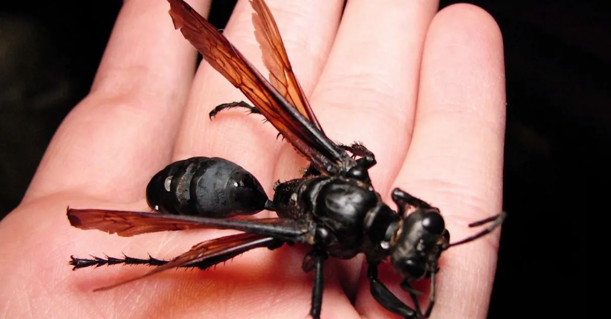 16727 tarantula hawk nest