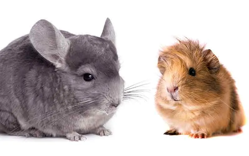 16730 guinea pig eating