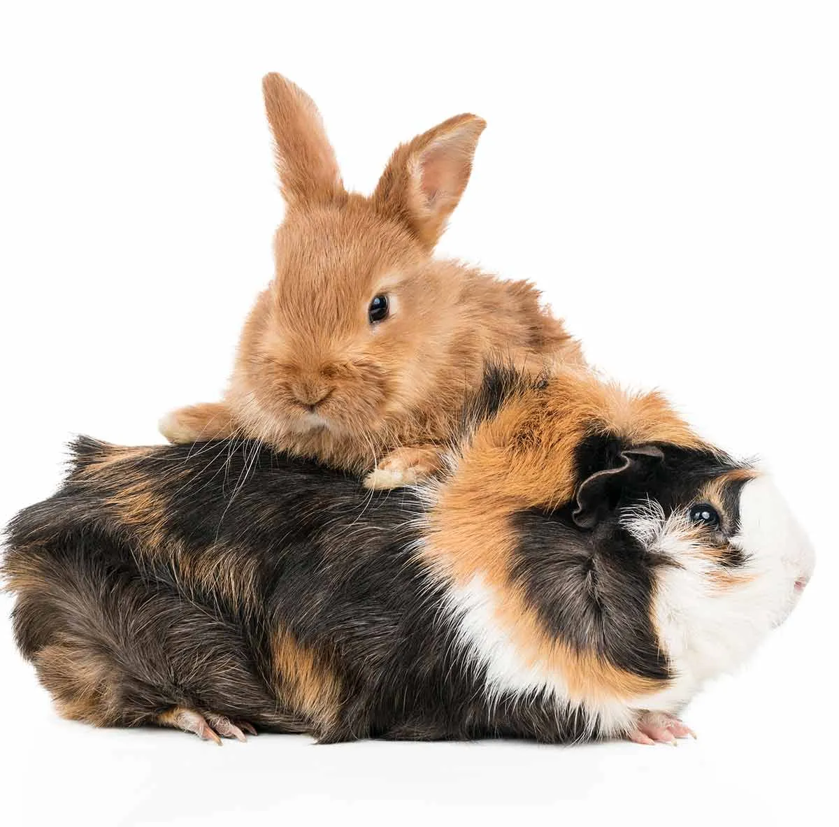 16730 guinea pig in cage