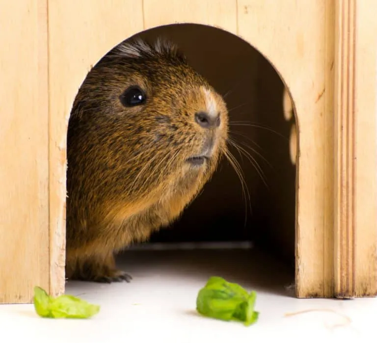 /img/16730-guinea-pig-playing.webp