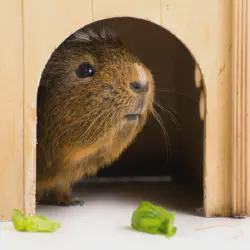 /img/16730-guinea-pig-playing.webp