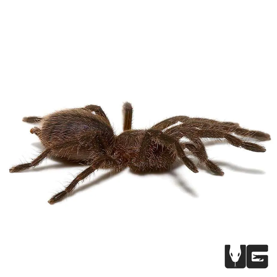 16731 cobalt blue tarantula feeding