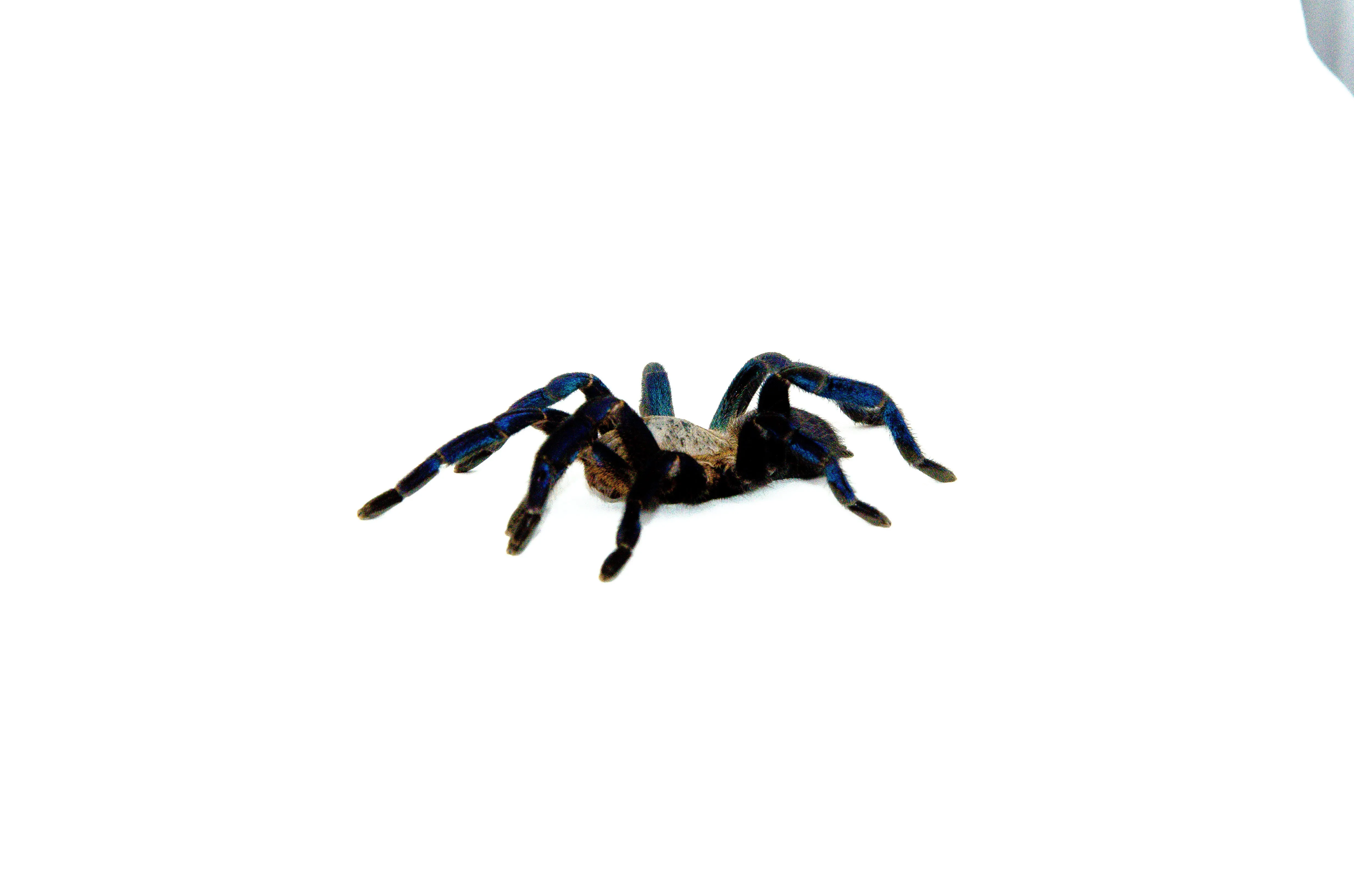 /img/16731-cobalt-blue-tarantula-molting.webp