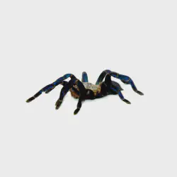 /img/16731-cobalt-blue-tarantula-molting.webp