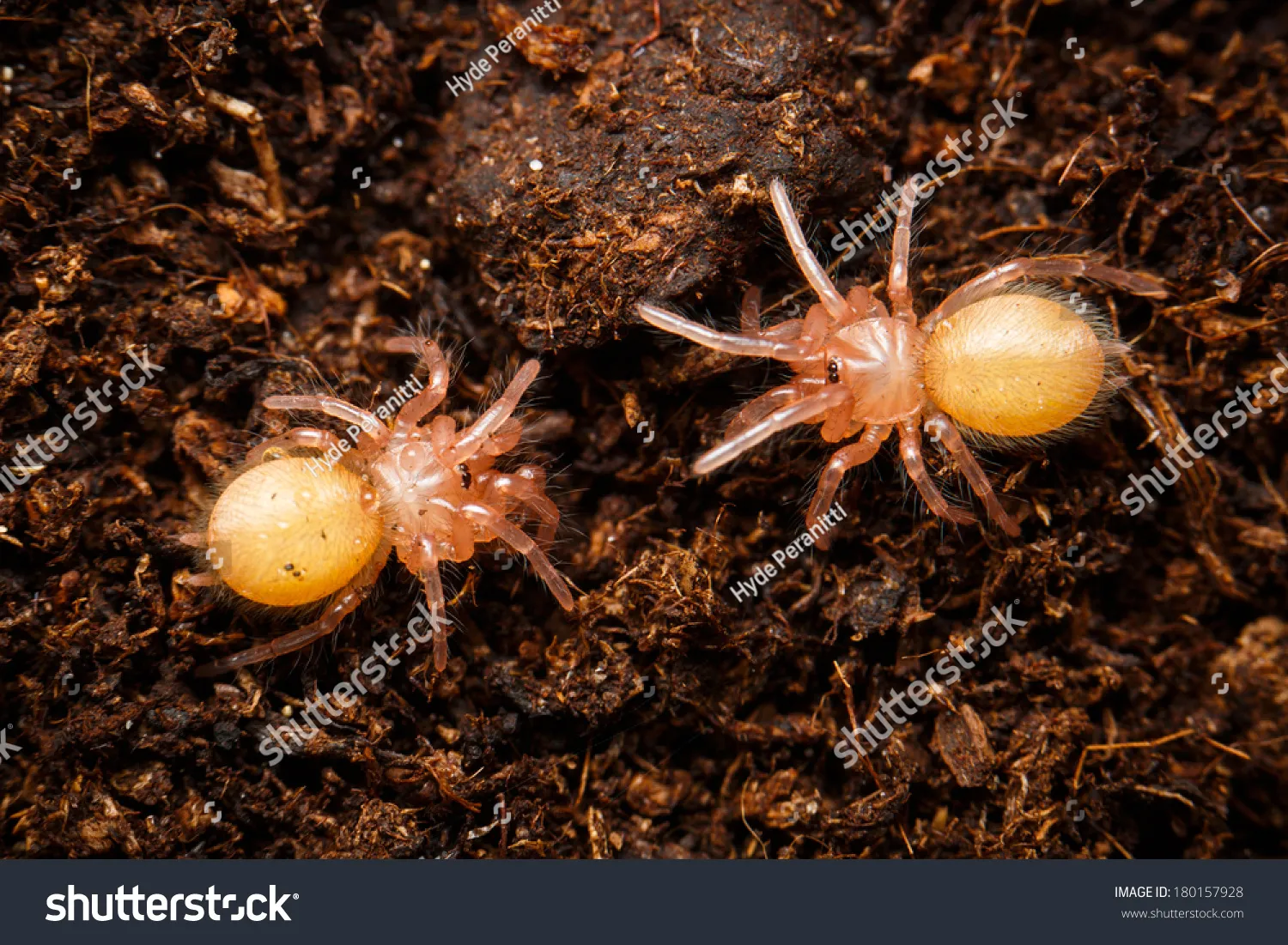16733 baby tarantula size