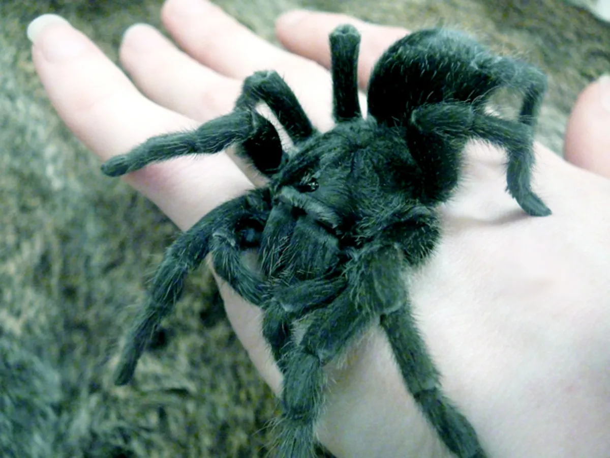 16733 handling baby tarantula