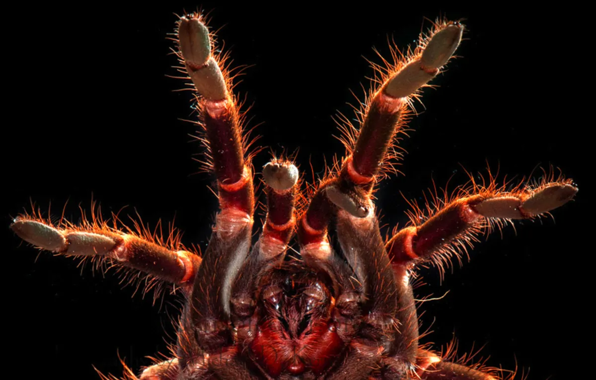 16733 safe tarantula environment