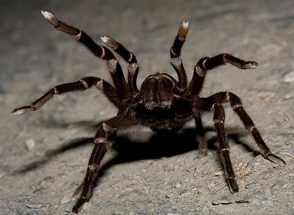 16733 tarantula bite first aid