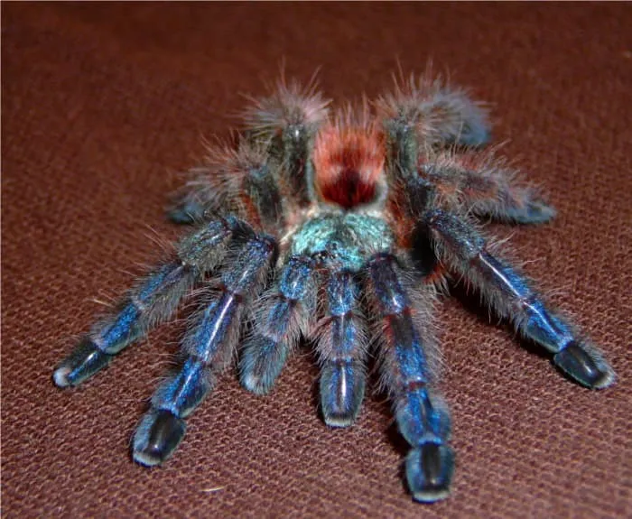 /img/16733-tarantula-bite-recovery.webp