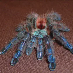 /img/16733-tarantula-bite-recovery.webp