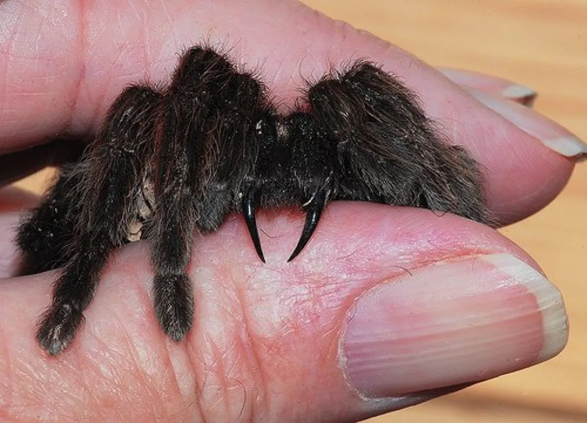 16733 tarantula bite symptoms
