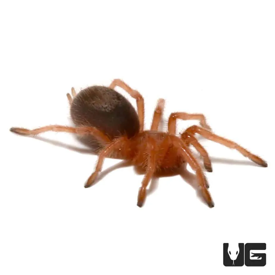 16739 chilean rose tarantula coloration