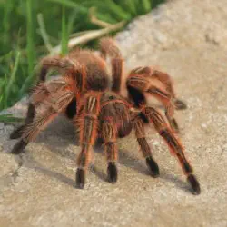 /img/16739-chilean-rose-tarantula-eating.webp