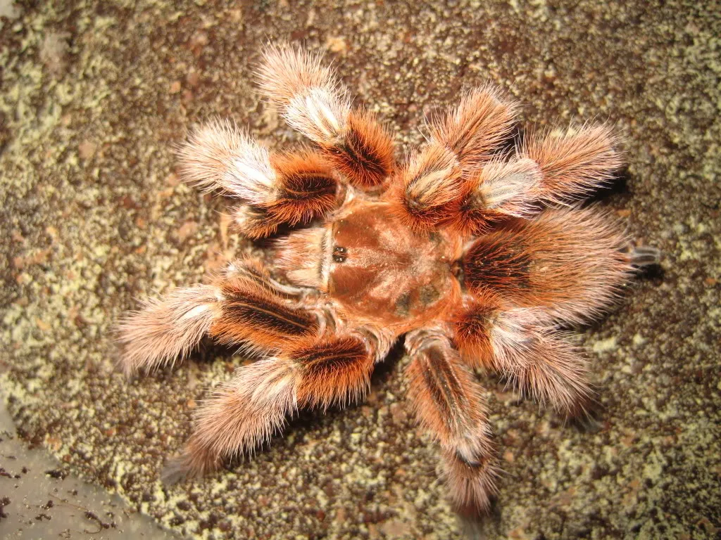 16739 chilean rose tarantula feeding