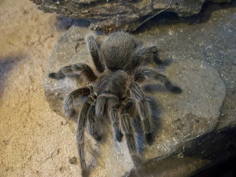 16739 chilean rose tarantula habitat