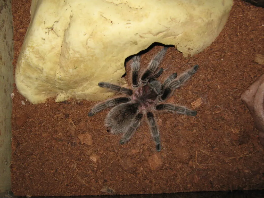 16739 chilean rose tarantula handling
