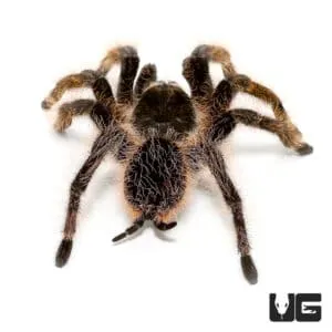 /img/16740-curly-hair-tarantula-breeder.webp