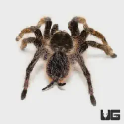 /img/16740-curly-hair-tarantula-breeder.webp