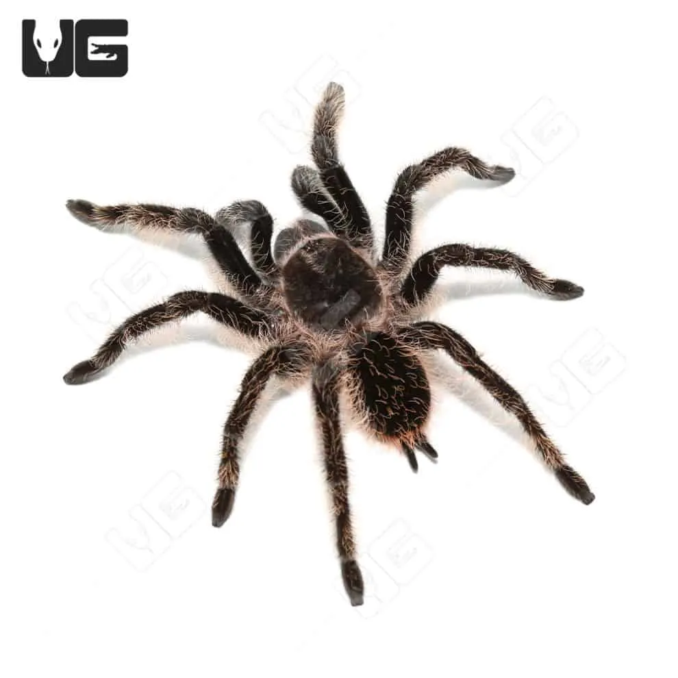 16740 curly hair tarantula enclosure
