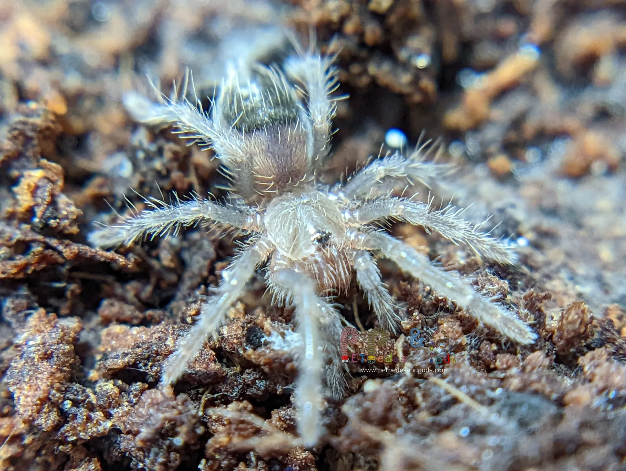 16740 curly hair tarantula habitat