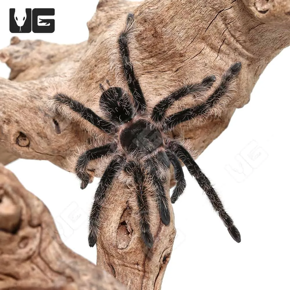 16740 curly hair tarantula health check