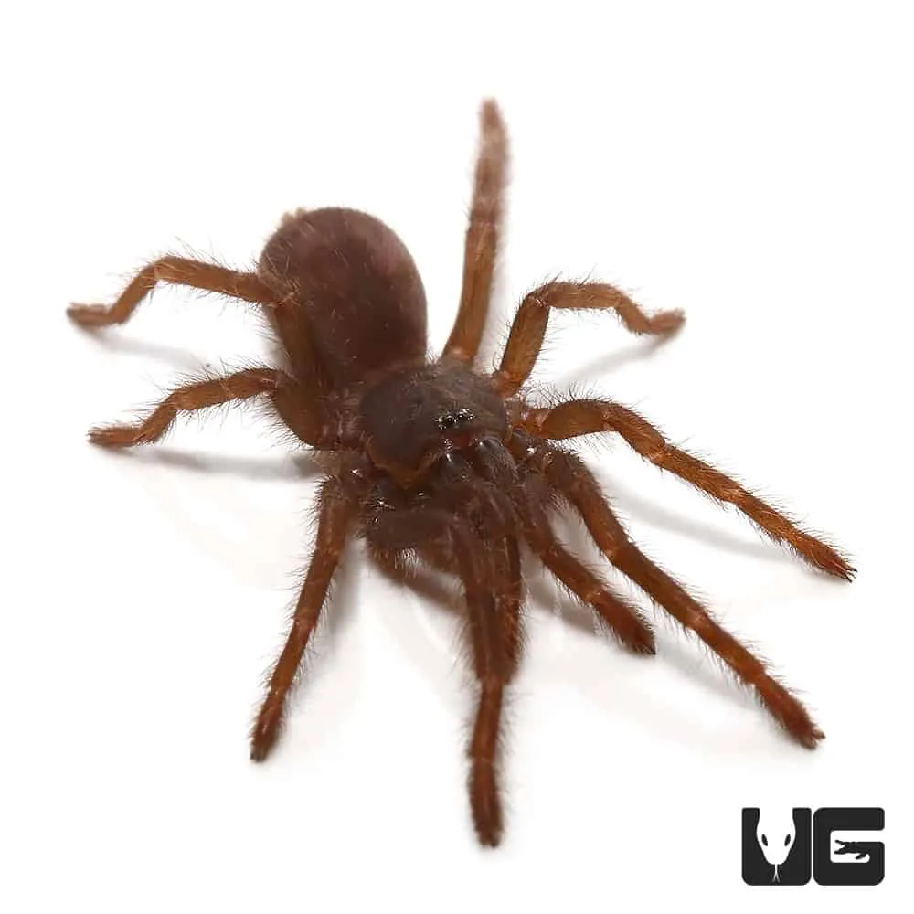 16741 blue femur beauty tarantula blue femur