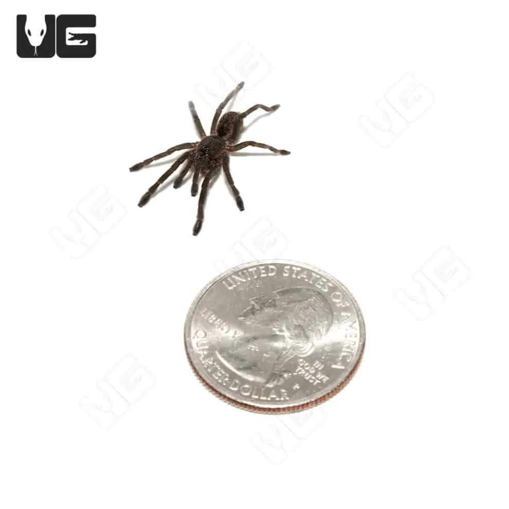 16741 blue femur beauty tarantula conservation