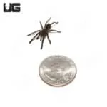 16741 blue femur beauty tarantula defense