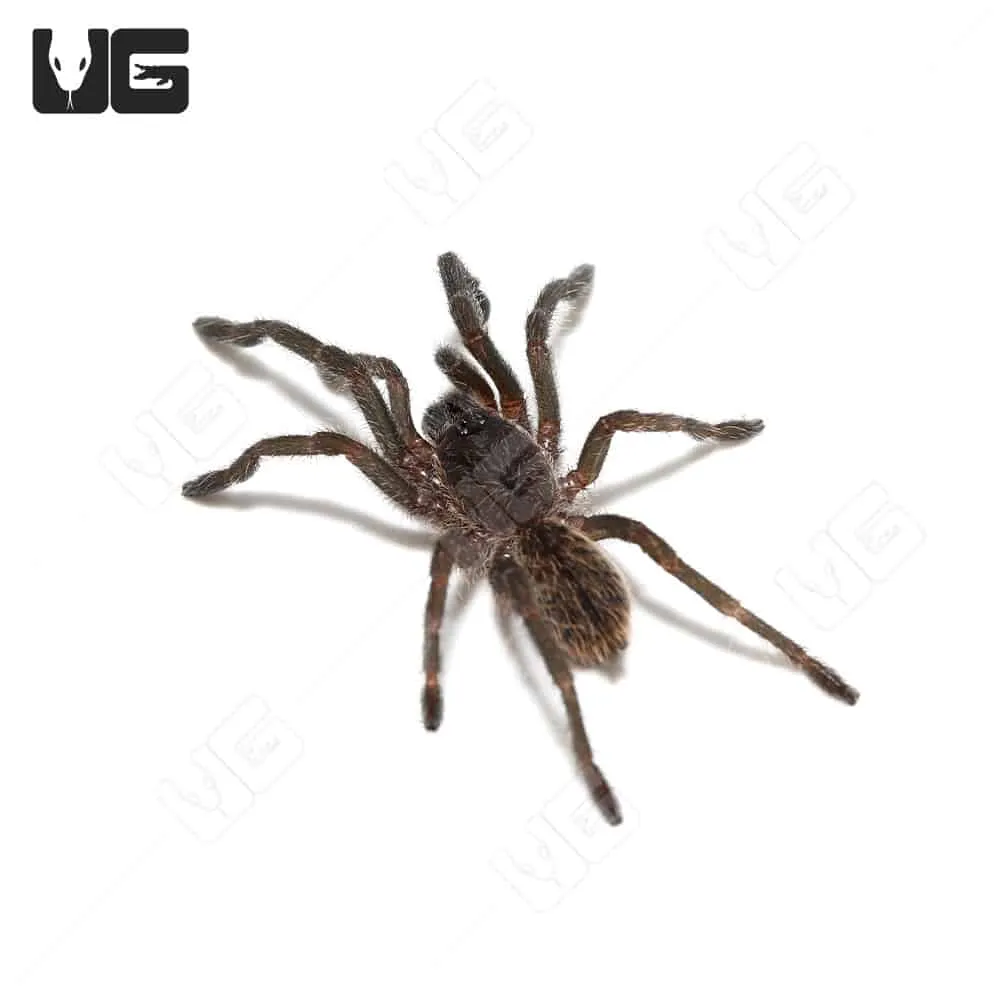 16741 blue femur beauty tarantula feeding