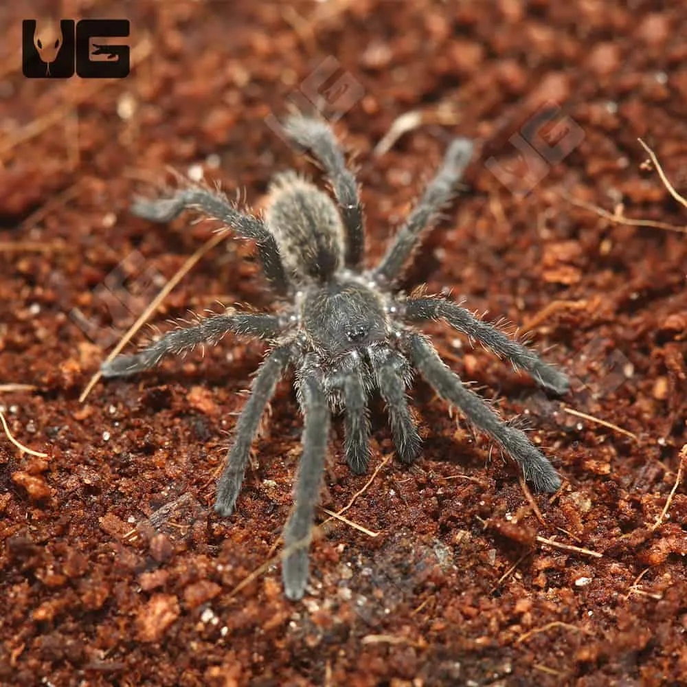16741 blue femur beauty tarantula habitat