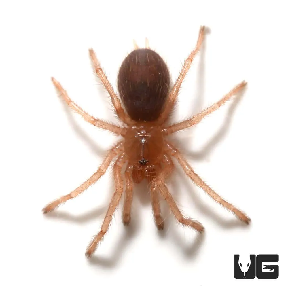 /img/16741-blue-femur-beauty-tarantula-molting.webp