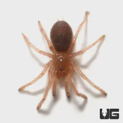 /img/16741-blue-femur-beauty-tarantula-molting.webp