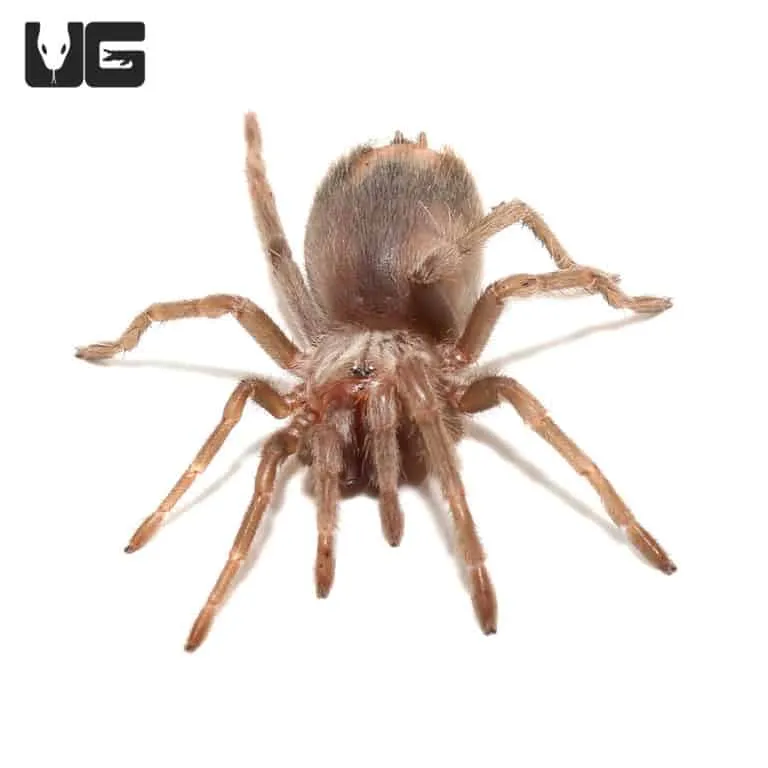 16743 salmon tarantula enclosure