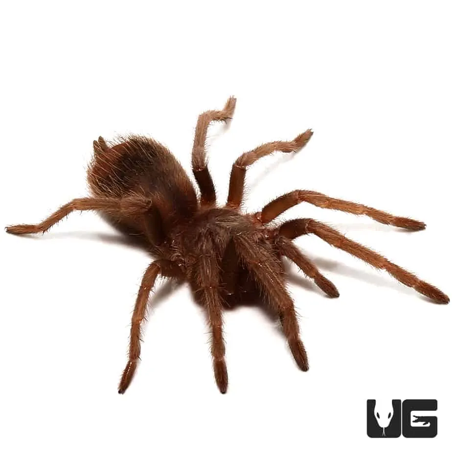 16743 salmon tarantula feeding