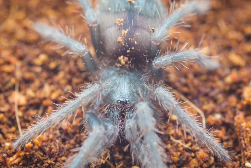 16743 salmon tarantula handling