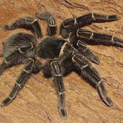 /img/16743-salmon-tarantula-molting.webp