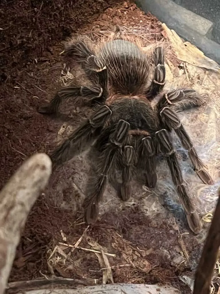16743 salmon tarantula watering