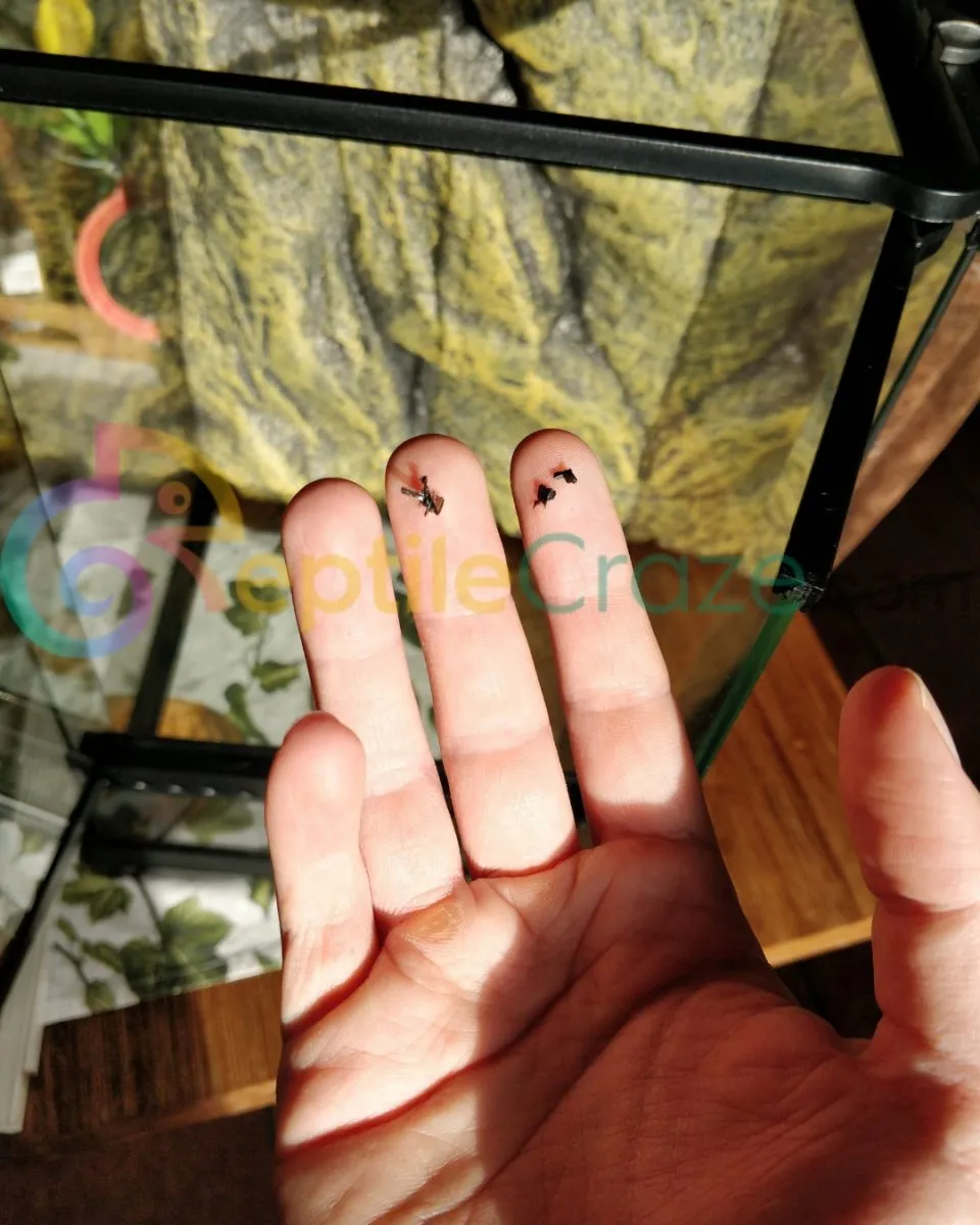 /img/16746-cleaning-exo-terra-terrarium.webp