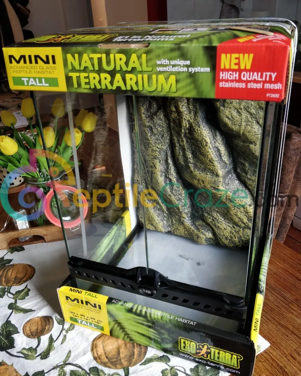 16746 feeding tarantula in terrarium