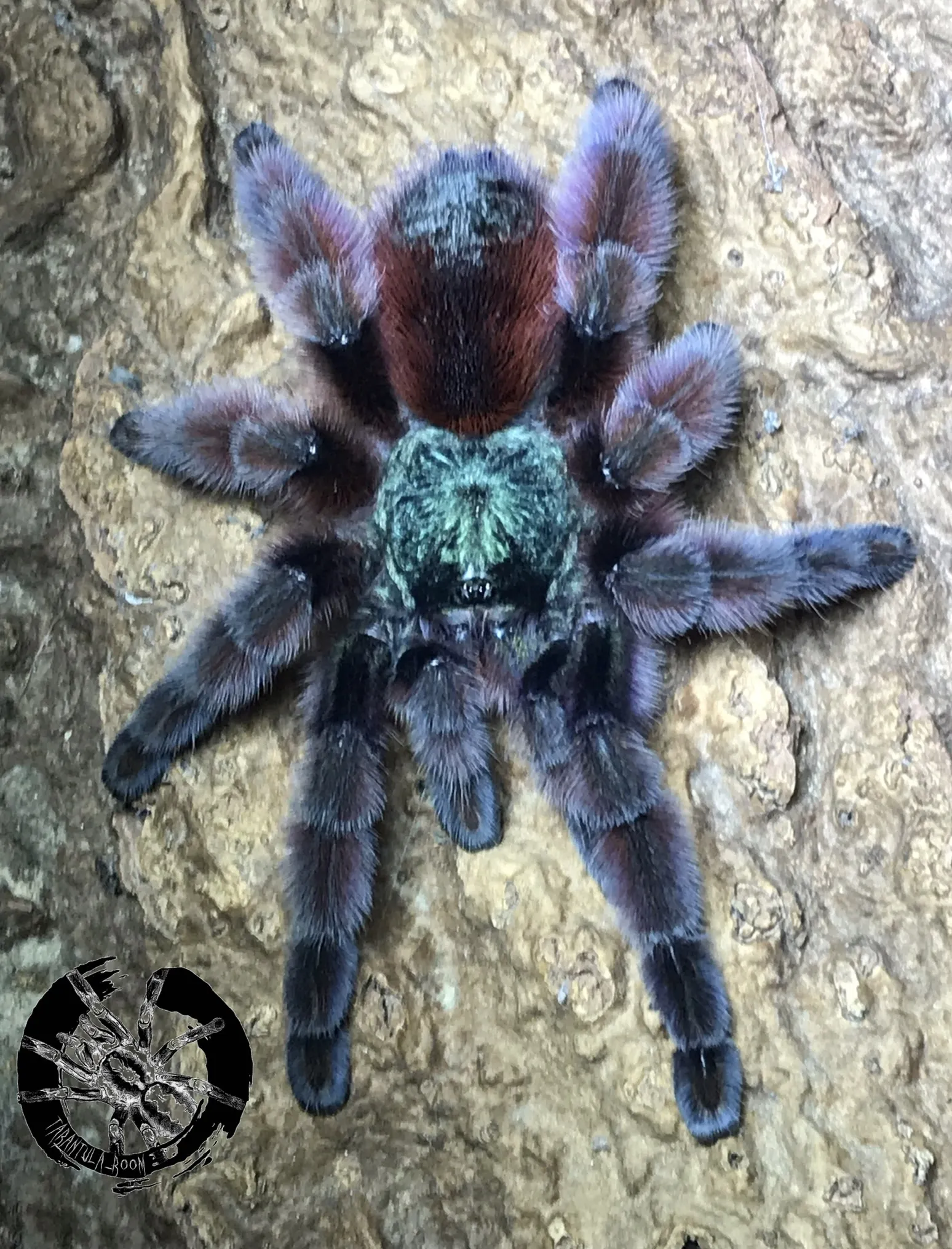 16747 caribena versicolor tarantula behavior