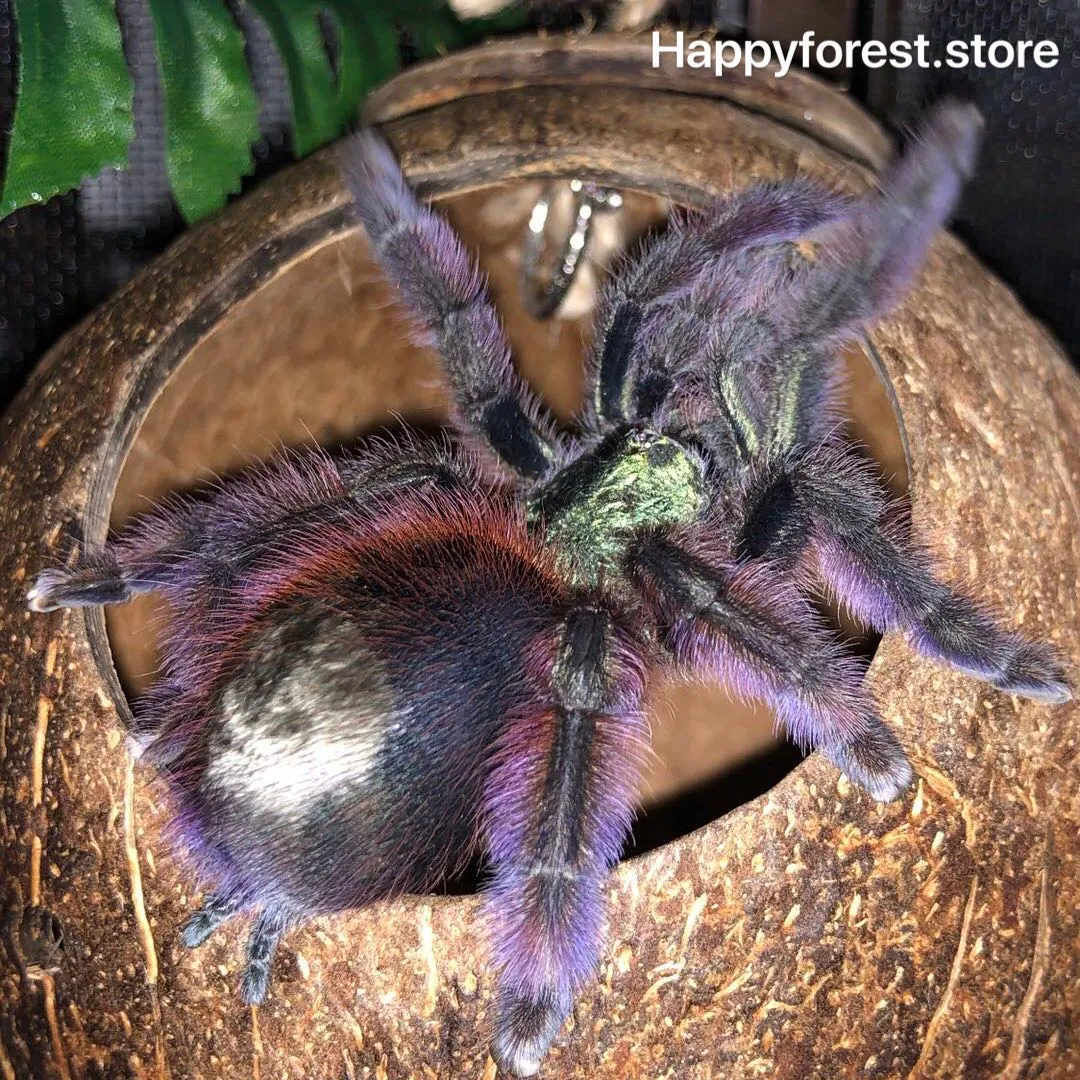 /img/16747-caribena-versicolor-tarantula-handling.webp