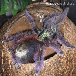 /img/16747-caribena-versicolor-tarantula-handling.webp