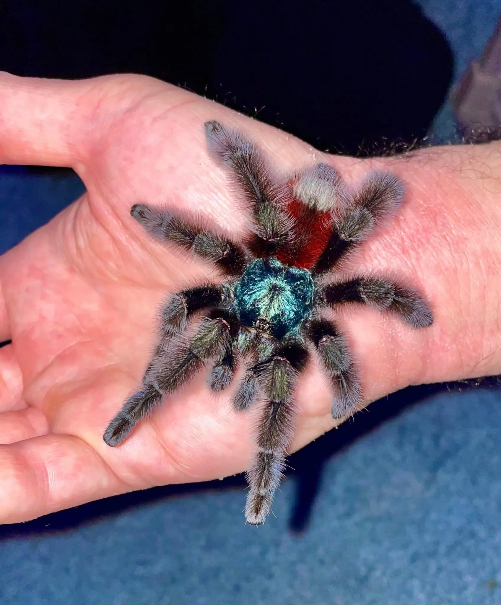 16747 caribena versicolor tarantula molting