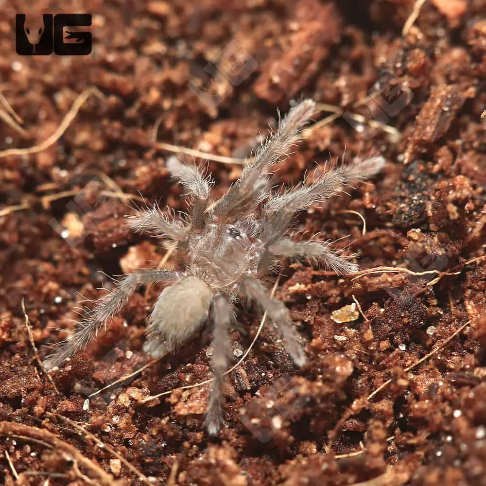 16748 cameroon red tarantula burrowing