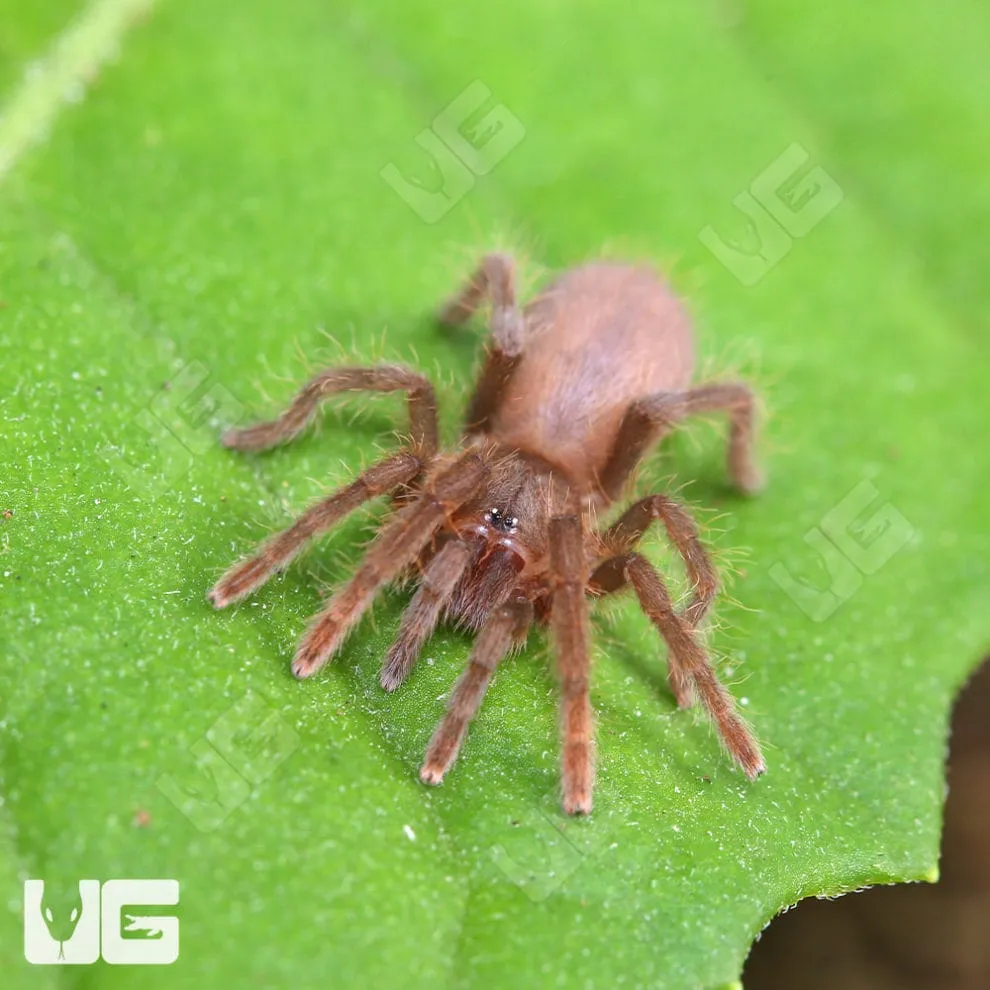 /img/16748-cameroon-red-tarantula-conservation.webp