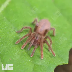 /img/16748-cameroon-red-tarantula-conservation.webp