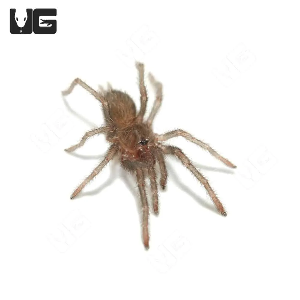 16748 cameroon red tarantula feeding
